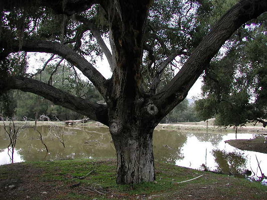 SBLE swamp3 SBLE swamp3