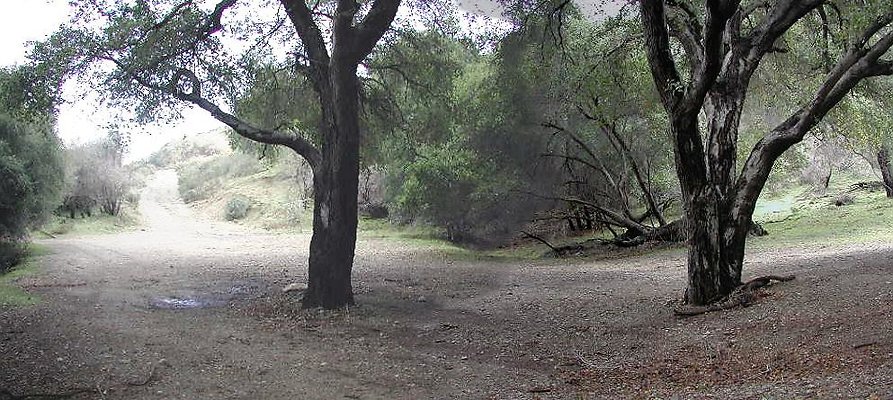 SBLE forest pan SBLE forest pan