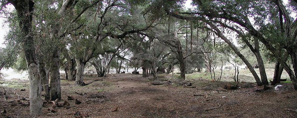 SBLE mid forest pan SBLE mid forest pan