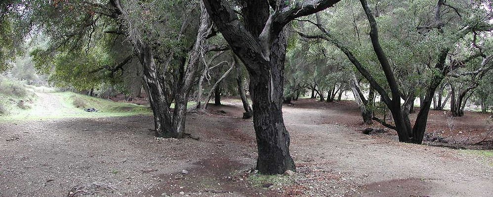 SBLE forest pan3 SBLE forest pan3