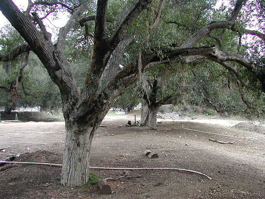 SBLE swamp4 SBLE swamp4