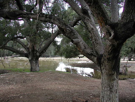 SBLE swamp2 SBLE swamp2