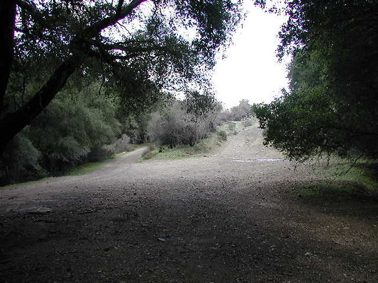 SBLE forest3 SBLE forest3