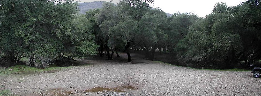 SBLE forest pan4 SBLE forest pan4