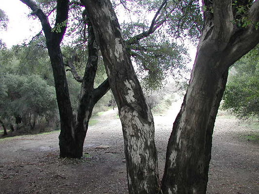 SBLE forest2 SBLE forest2