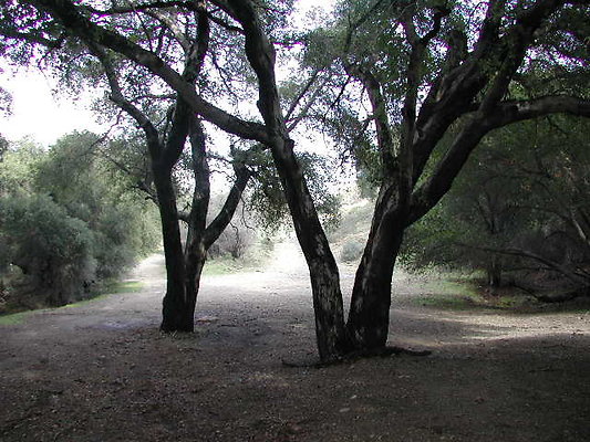 SBLE forest SBLE forest