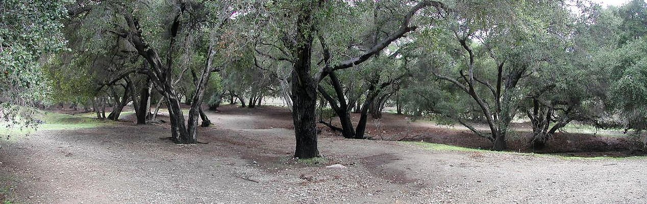 SBLE forest pan2 SBLE forest pan2