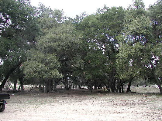 SBLE mid forest SBLE mid forest